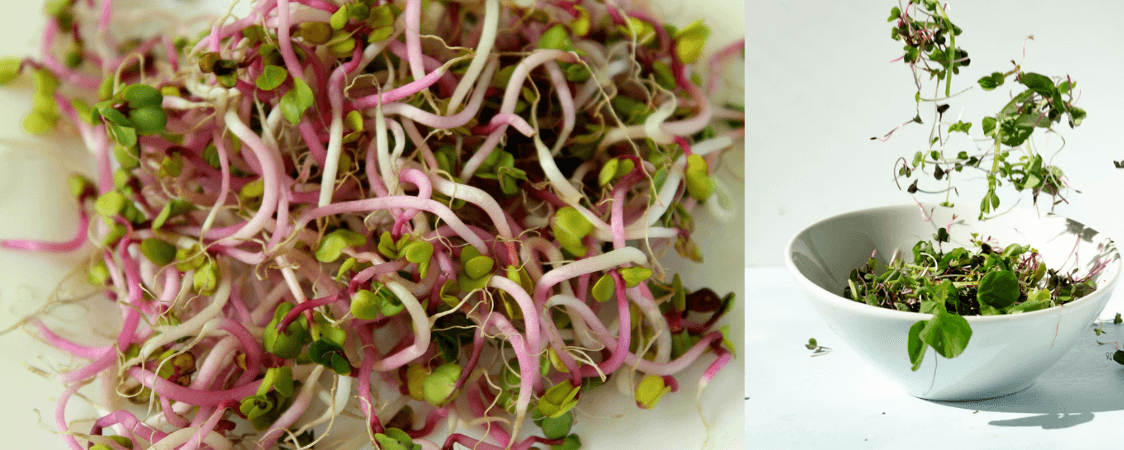 Ředkvička klíčky